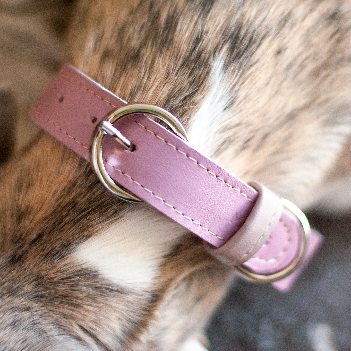 Basic nyakörv rövidebb nyakú kutyáknak