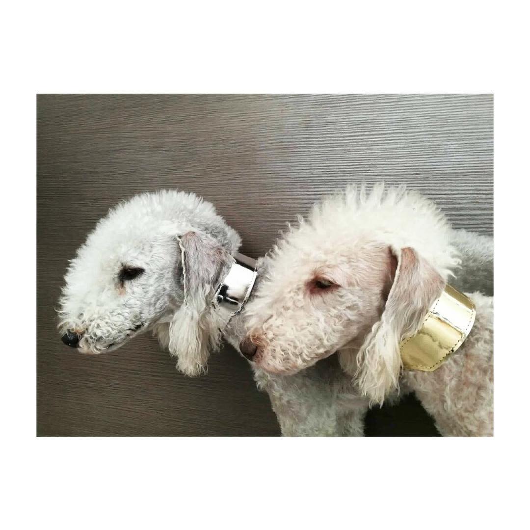 Moonshine Collar for dogs with longer neck