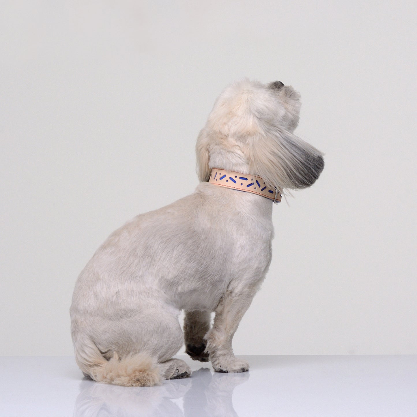 Bauhaus nyakörv rövidebb nyakú kutyáknak