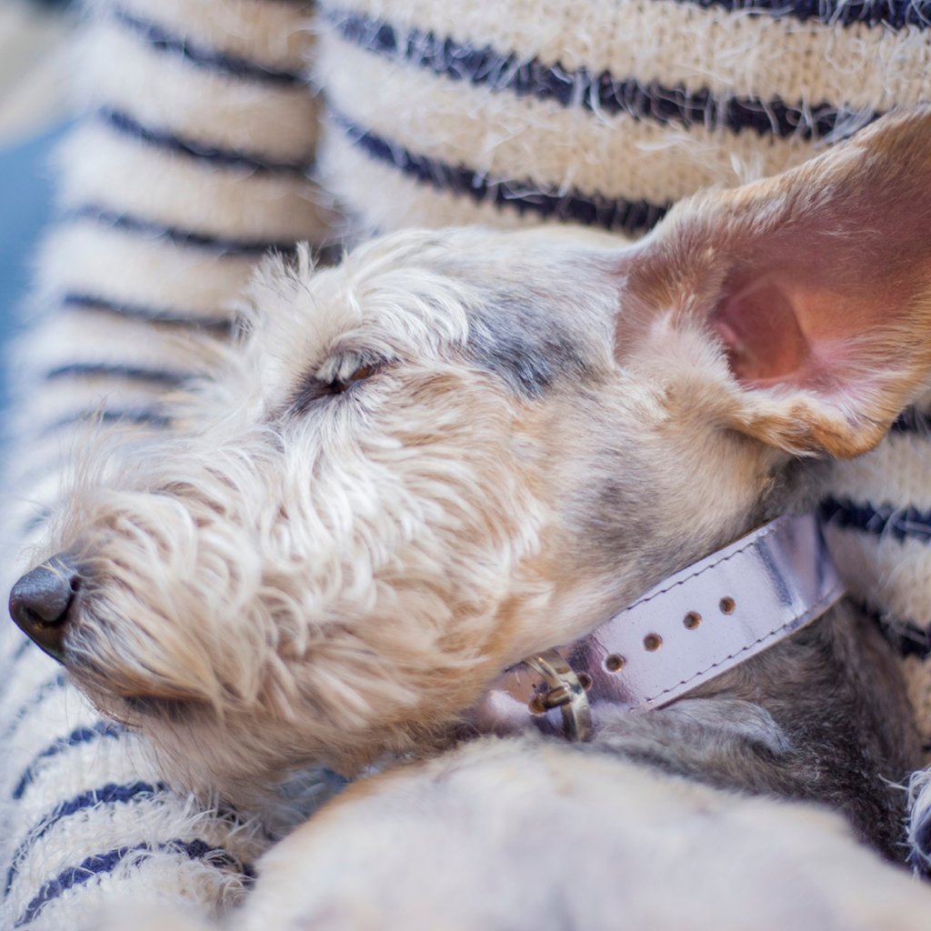 Moonshine Collar for dogs with shorter neck