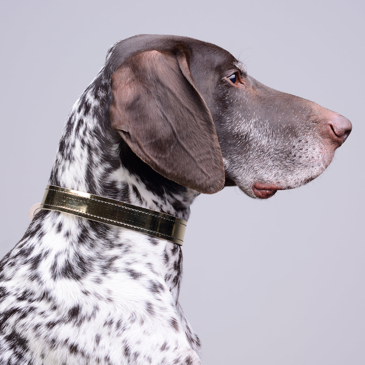 Moonshine Collar for dogs with shorter neck