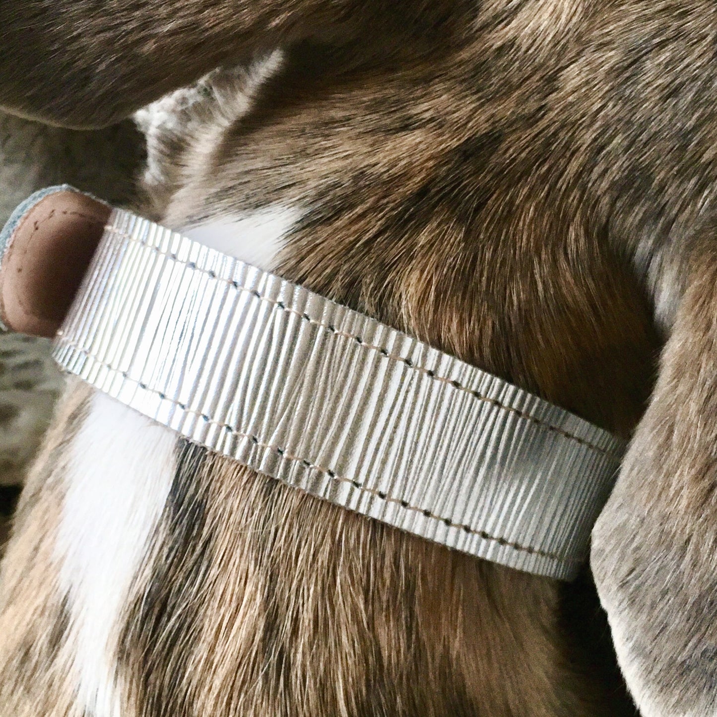Moonshine Collar for dogs with shorter neck