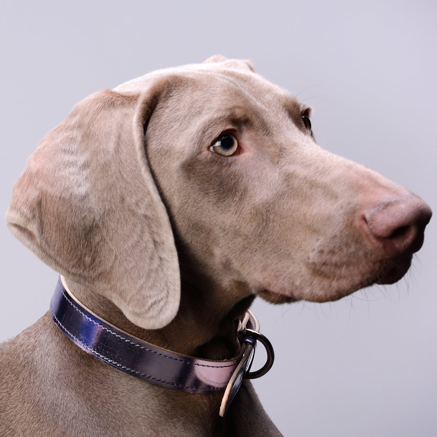 Moonshine Collar for dogs with shorter neck