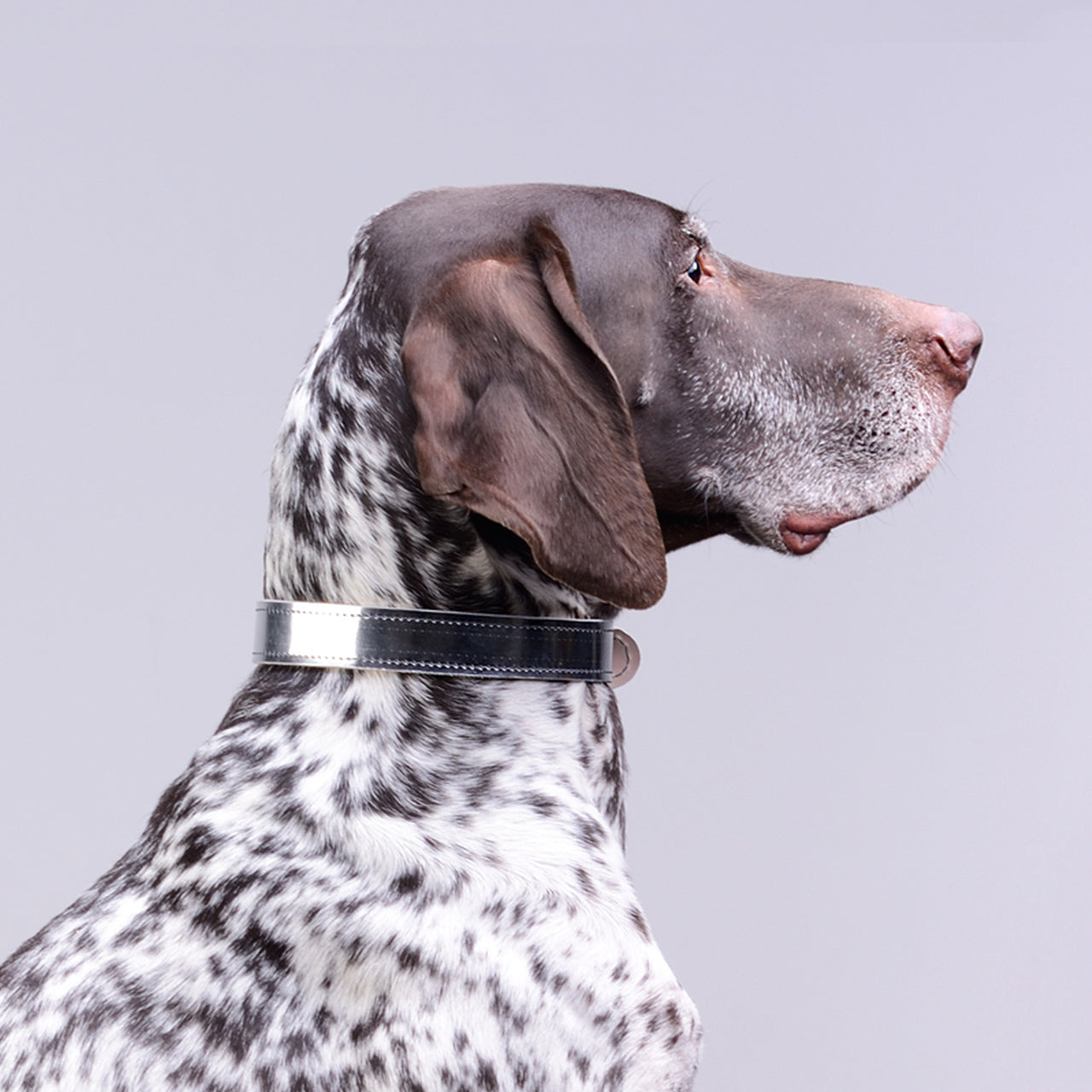 Moonshine Collar for dogs with shorter neck