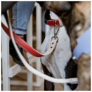 Leashes