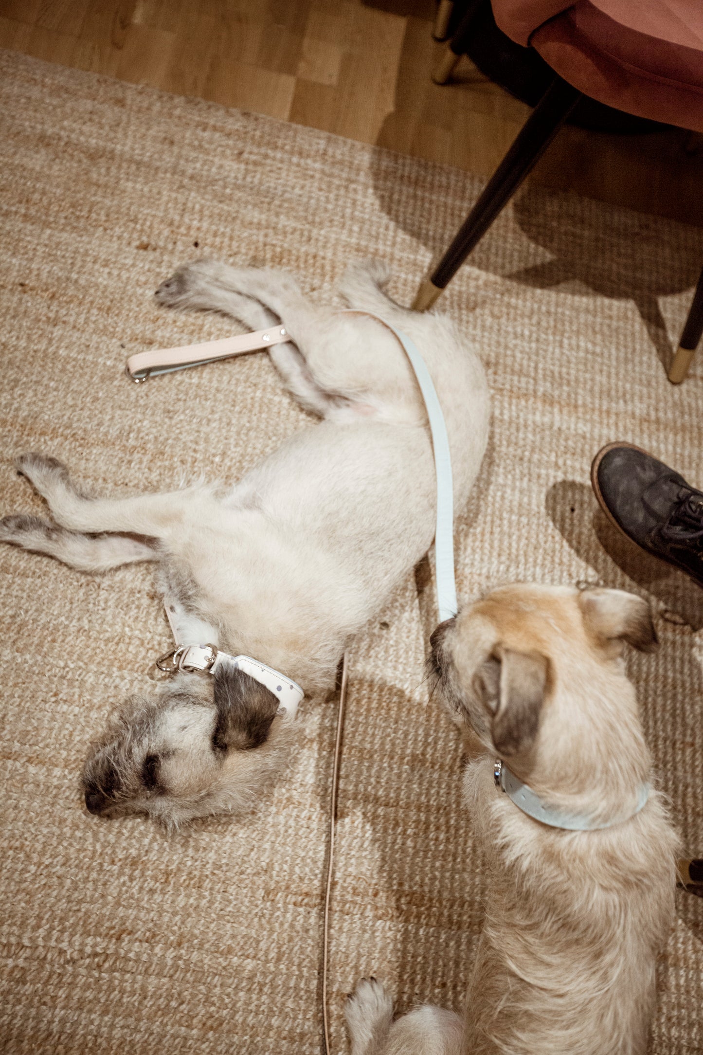 Long Póráz -alacsonyabb kutyáknak, vagy sétára a szabadban