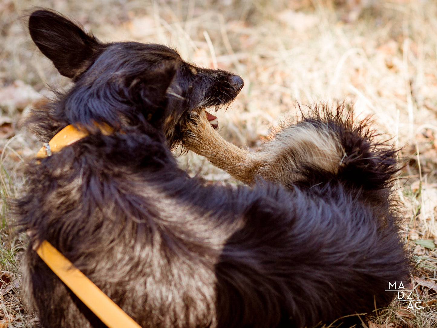 Simple Leash- for taller dogs and those who prefer to keep their dogs closer