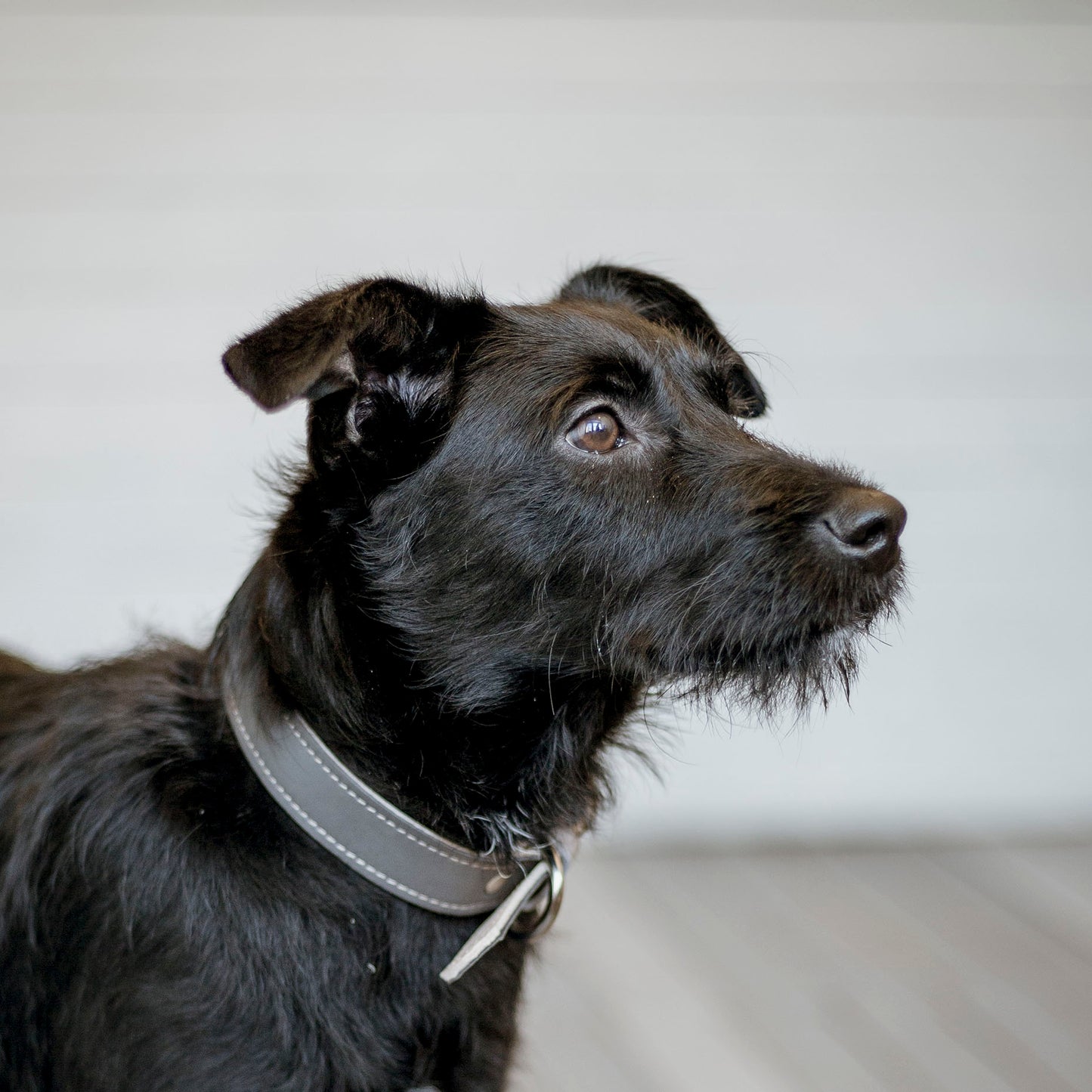 Basic nyakörv rövidebb nyakú kutyáknak