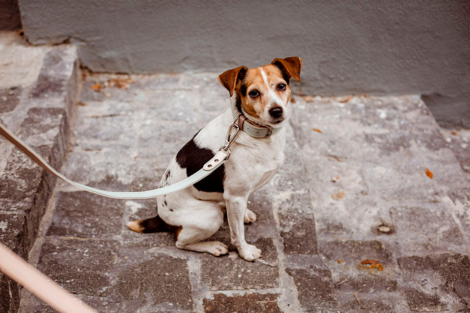 Basic nyakörv hosszabb nyakú kutyáknak