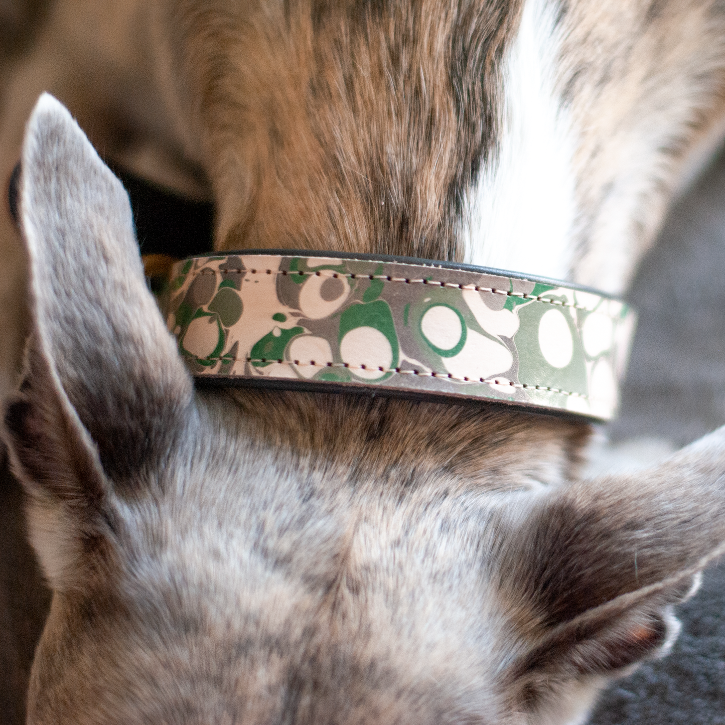 Márványos nyakörv