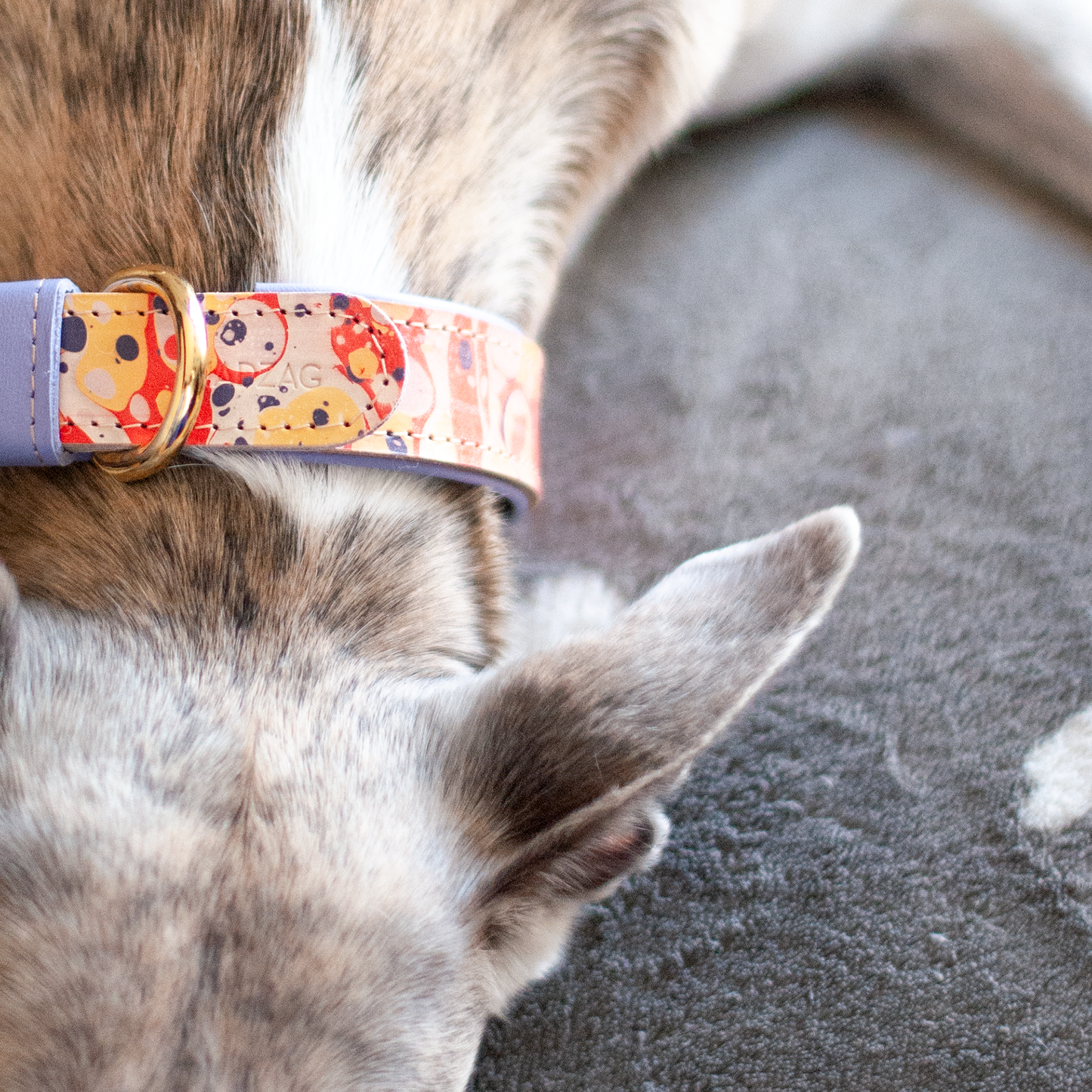 Márványos nyakörv