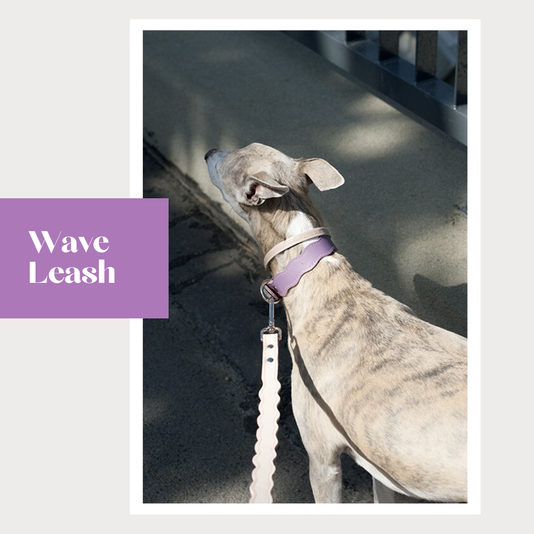 A dog wearing a beige-colored leash, sitting on grass with a hoop and carabiner visible on the leash.