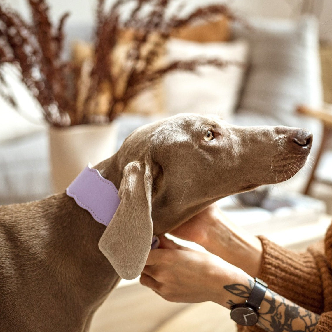 New Wave nyakörv hosszabb nyakú kutyáknak