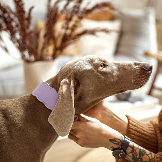 New Wave nyakörv hosszabb nyakú kutyáknak