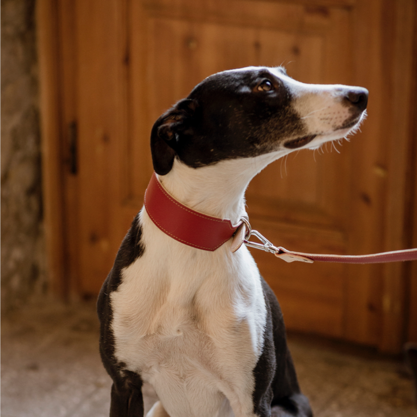 Basic nyakörv hosszabb nyakú kutyáknak