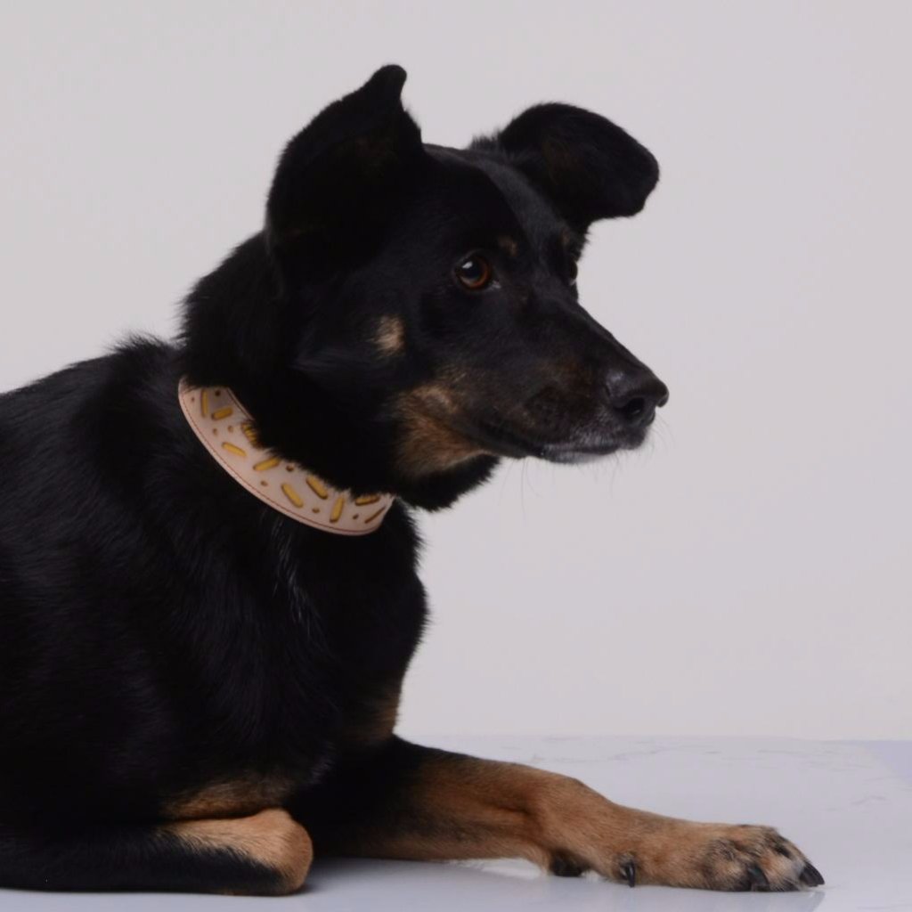Artúr in his Yellow Bauhaus Collar
