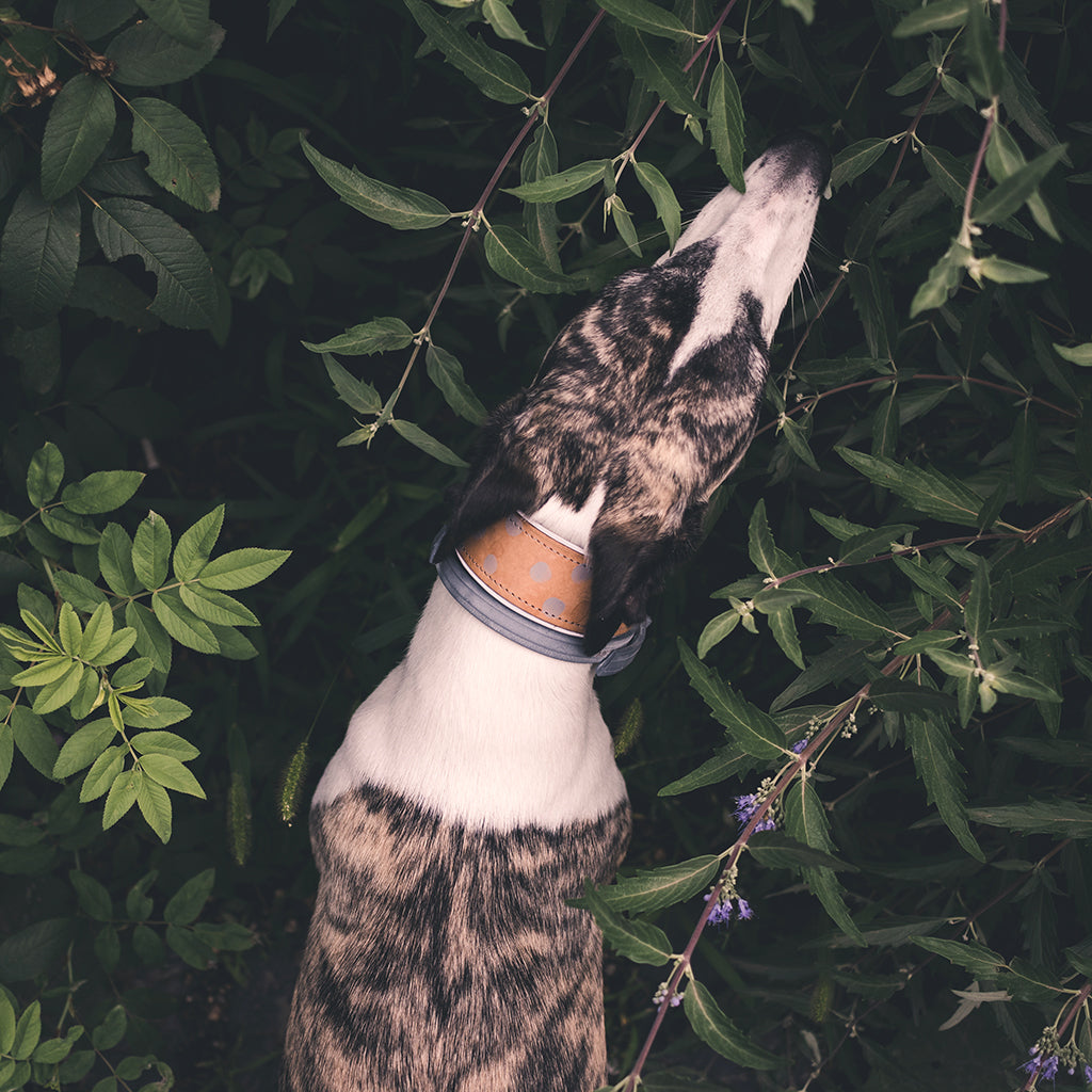 Dotted nyakörv (széles)