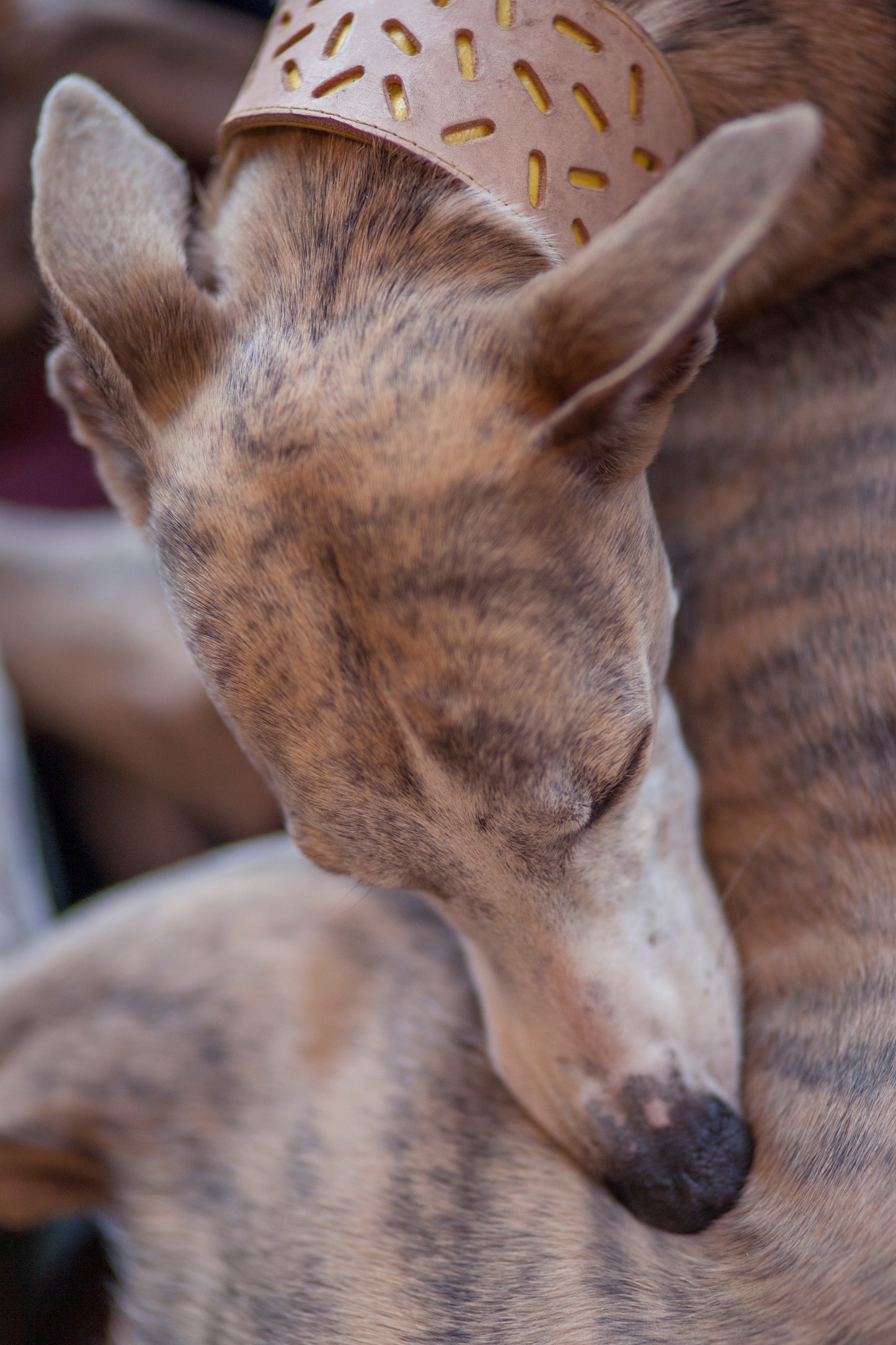 Habók in his Yellow Bauhaus Greyhound Collar
