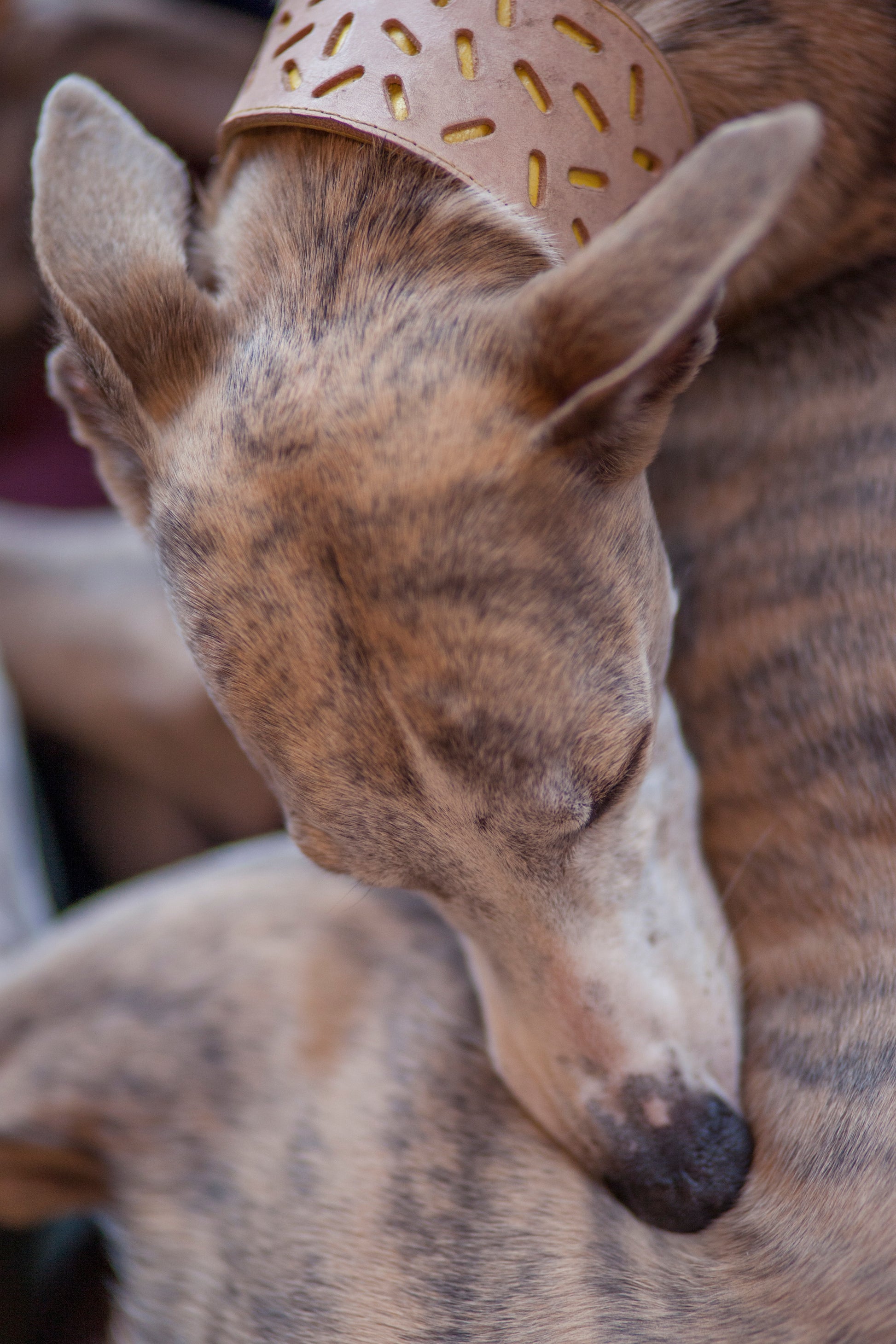 Habók in his Yellow Bauhaus Greyhound Collar