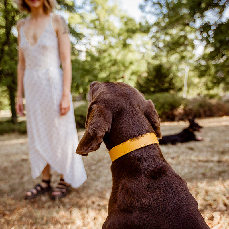 Basic nyakörv rövidebb nyakú kutyáknak