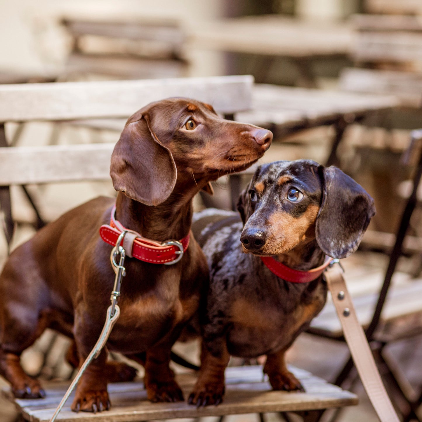 Basic nyakörv rövidebb nyakú kutyáknak