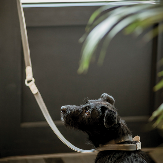 Long Leash- for shorter dogs and those who like a bigger range