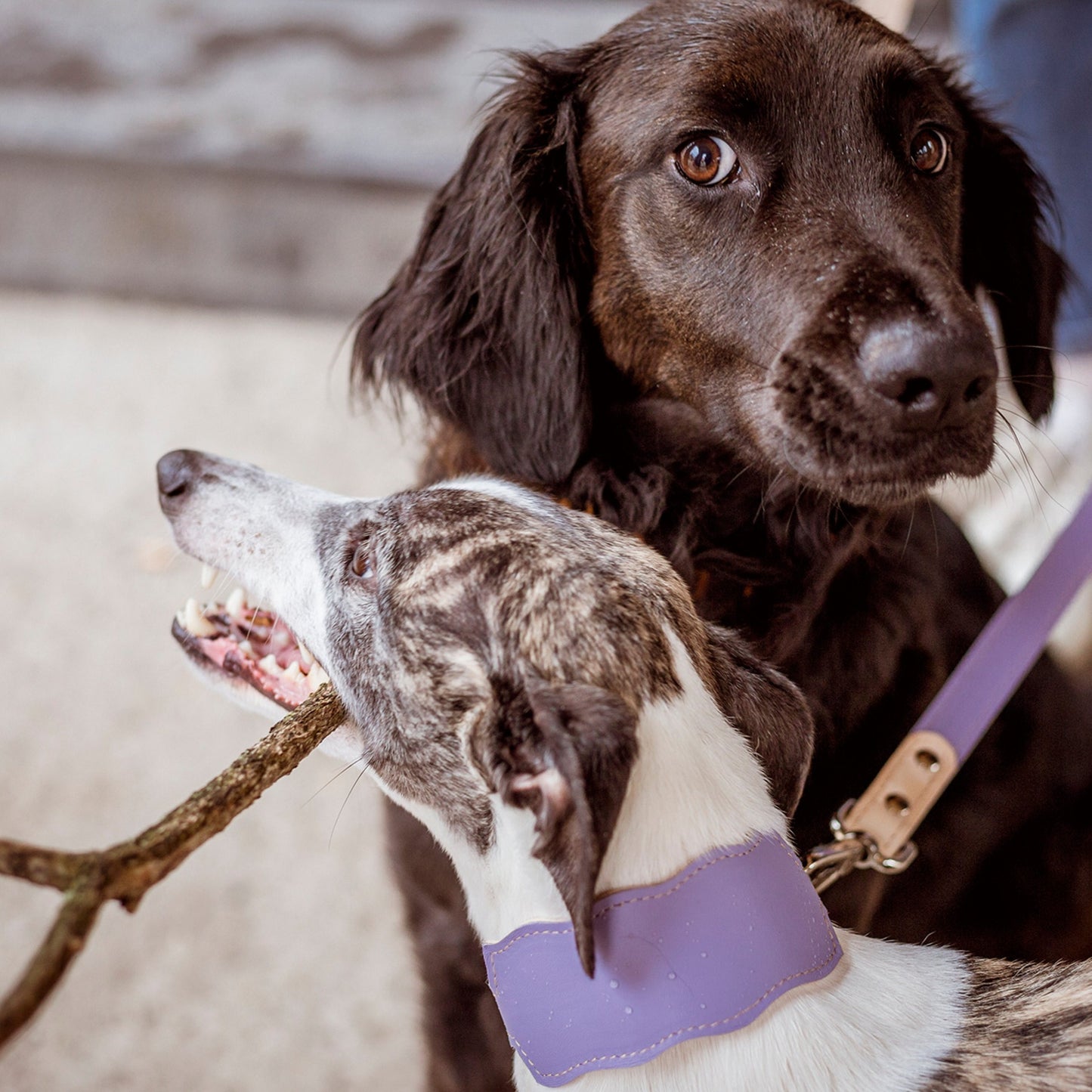 New Wave nyakörv hosszabb nyakú kutyáknak