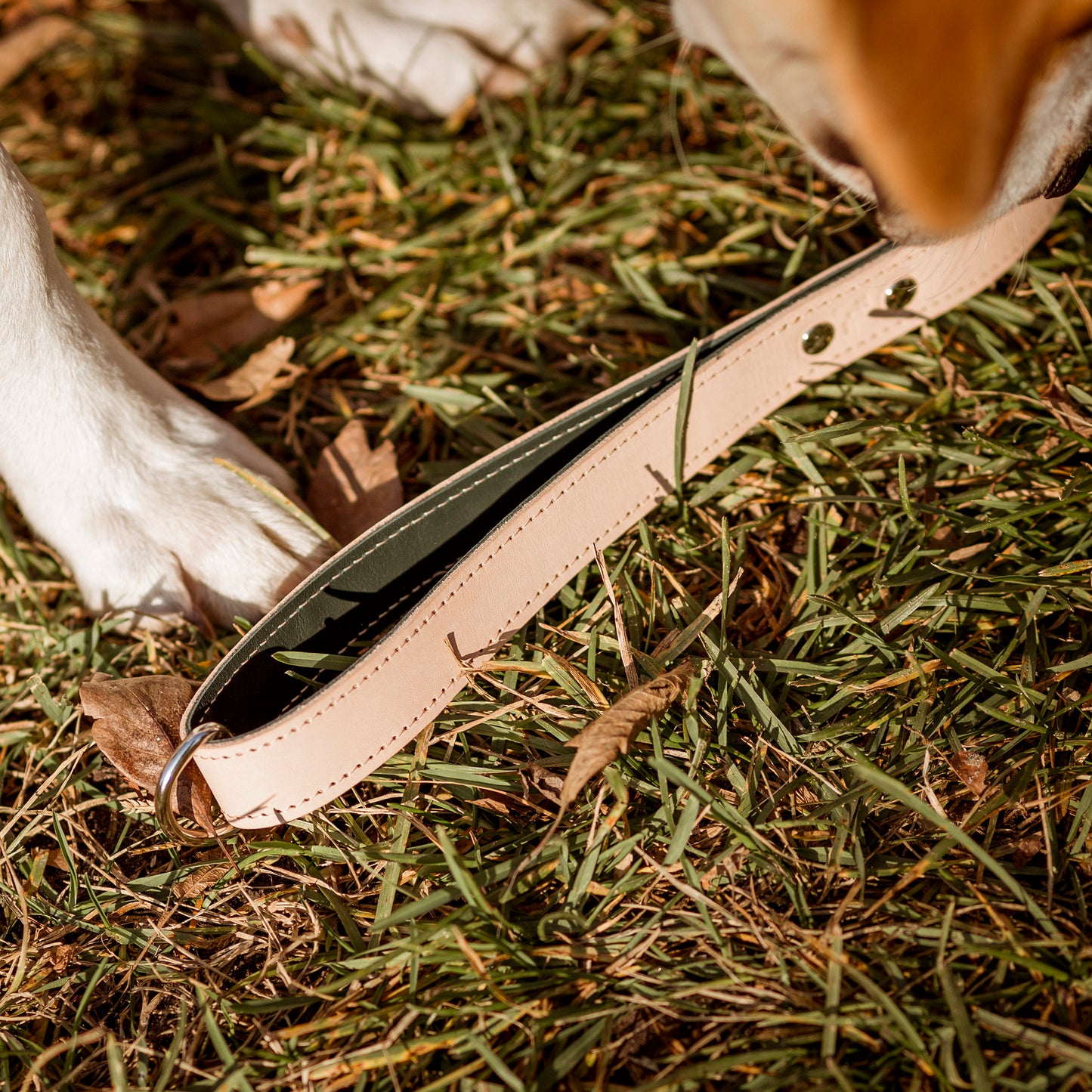 Simple Leash- for taller dogs and those who prefer to keep their dogs closer