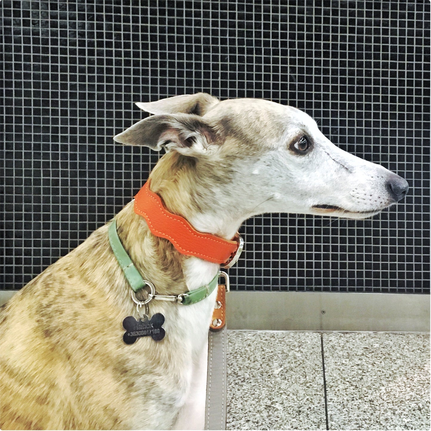 Bilétatartó nyakörv