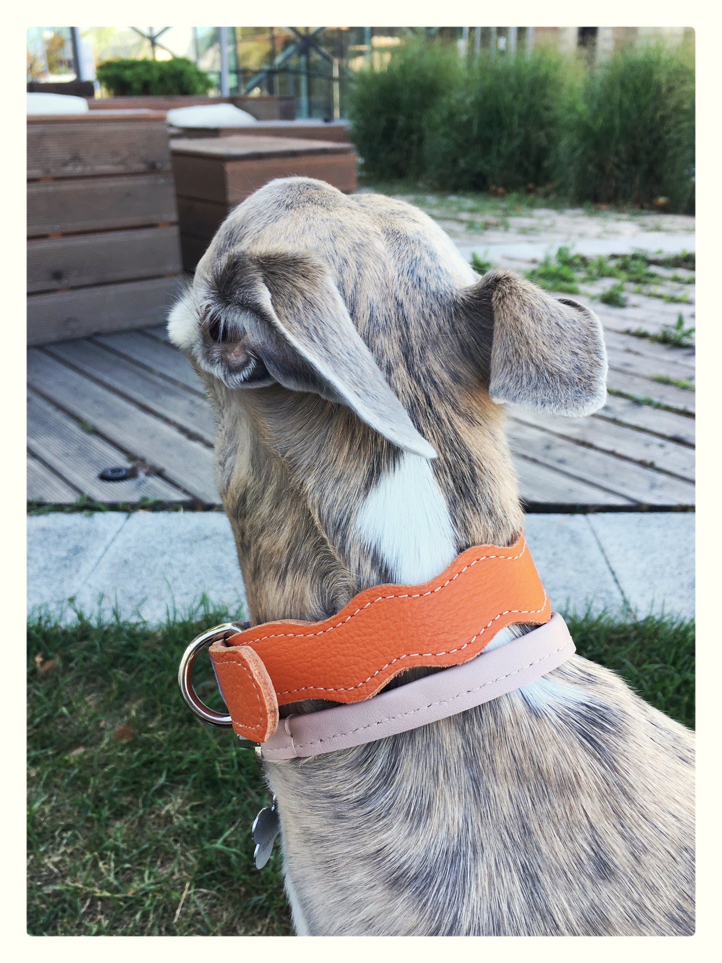 Bilétatartó nyakörv