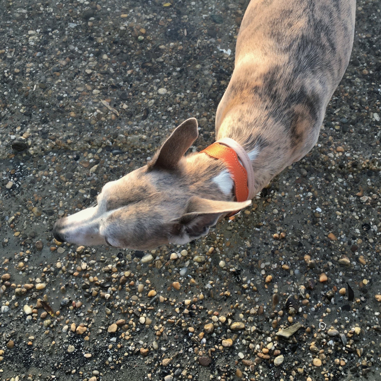 Bilétatartó nyakörv