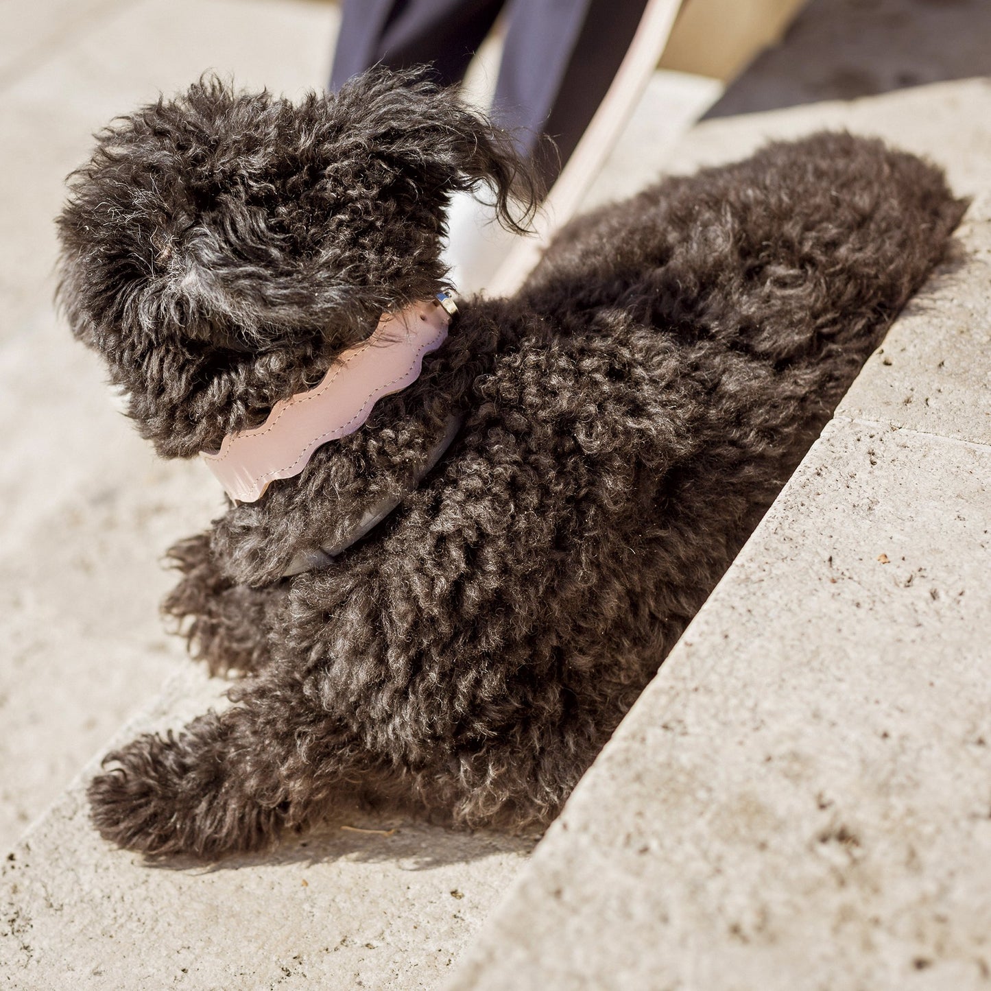 New Wave nyakörv hosszabb nyakú kutyáknak