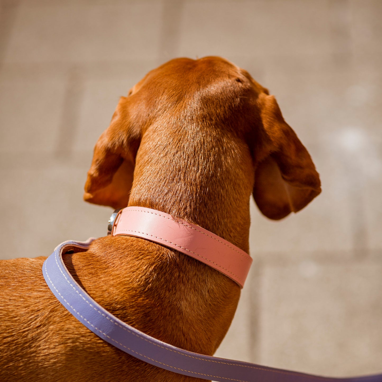 Basic nyakörv rövidebb nyakú kutyáknak