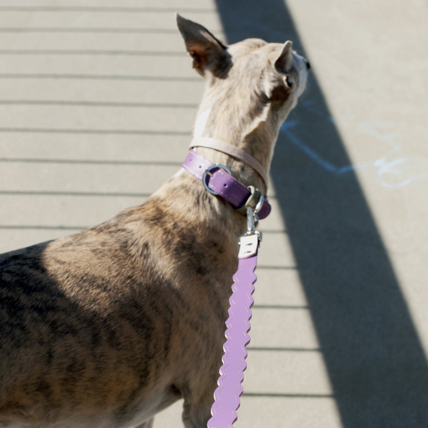 A dog wearing a lila-colored leash standing on a grey concrete road with the stripes of a fence as shadows cast, him 
on the leash.